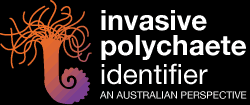 Invasive Polychaetes
